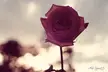 A close-up of a deep pink rose bloom on a stem, an aesthetic wallpaper for girls.