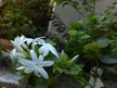 Close-up of white jasmine flowers blooming amidst lush green foliage for houseplant identification.