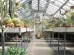 Cacti and succulents on concrete benches inside the Wave Hill greenhouse