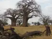 Adansonia