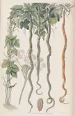 British botanical illustrators