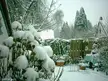 Cones of snow on garden plants, a wooden fence, and a table with a blue cloth
