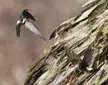 Birds of the Dominican Republic