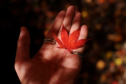 20091128 Obara 7 (On my hand)