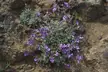 Natural history of the California chaparral and woodlands