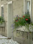 Historic place in Southwestern Ontario featuring a grey wall, white windows, and flower boxes with red and purple blooms.