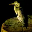 Grey heron sunbathing on a textured stone surface against a black background