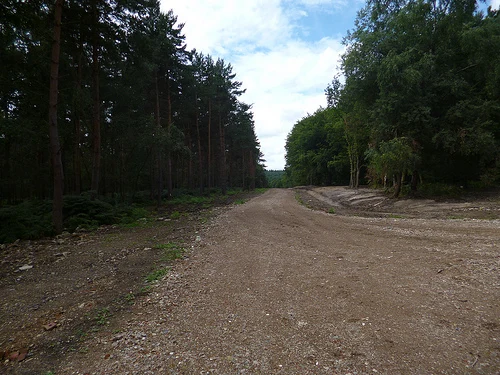 Walk 28: Brickendon Loop
