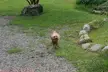 A small brown poodle walking on a gravel path next to grass and stones.