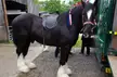 A black horse with white feathered hooves and a white blaze wearing a saddle and ribbons by a green truck.
