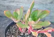 Echeveria nuda succulent plant with green leaves and reddish stems in a black pot with rocky soil