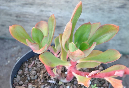 Echeveria_nuda_2