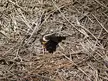 Butterfly moth with a white stripe on its wing resting on dry pine needles
