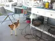 Jilly, a cute brown and white dog, standing on an outdoor patio with furniture and kitchenware.