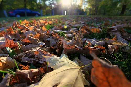 Leaves in Sunset