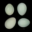 Four pale blue-green Prunella strophiata eggs on a black background with a 1cm scale bar.