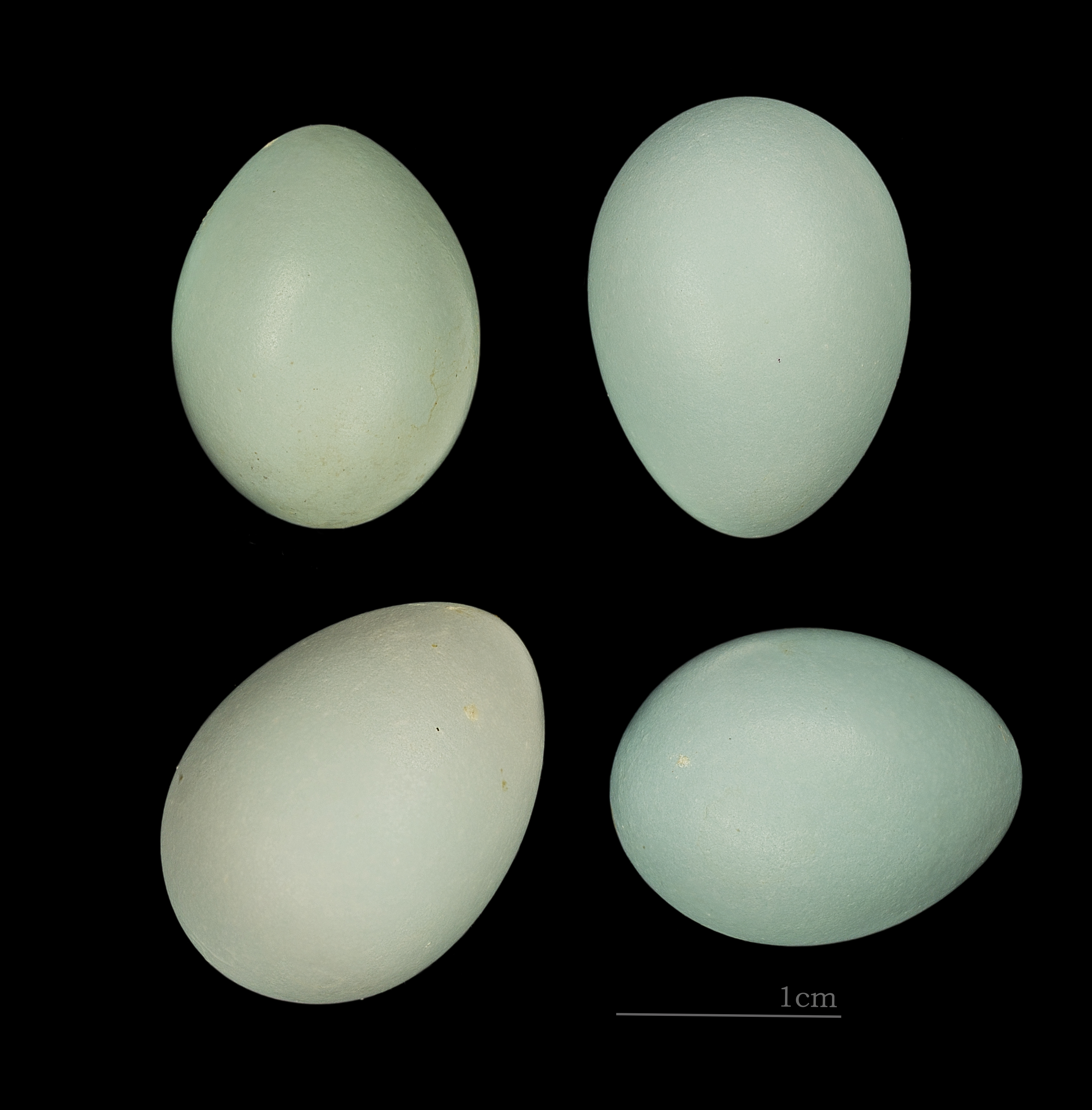 Eggs of Prunella strophiata MHNT