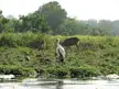 A white stork standing in a grassy field by the water with capybaras grazing in the background