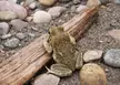 Rhinella poeppigii toad perched on driftwood among pebbles and sand on a beach