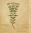 Centaurium erythraea floral print gravure from a 6th-century Leiden manuscript of Pseudo-Apuleius' Herbarius