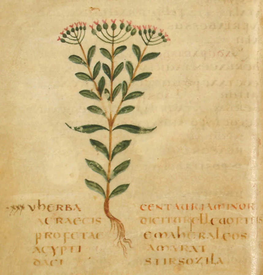 Centaurium erythraea, as depicted in 6th-century Leiden manuscript of Pseudo-Apuleius' Herbarius