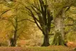 Autumn foliage in the New Forest with old trees, orange leaves, and mossy trunks.