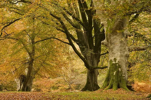 Autumn in the New Forest