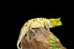 Iaraka River leaf chameleon, a yellow and green textured lizard, resting on brown wood against a black background.