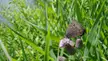 Common wood-nymph butterfly with eyespots on its wings resting on a purple thistle flower in green grass.