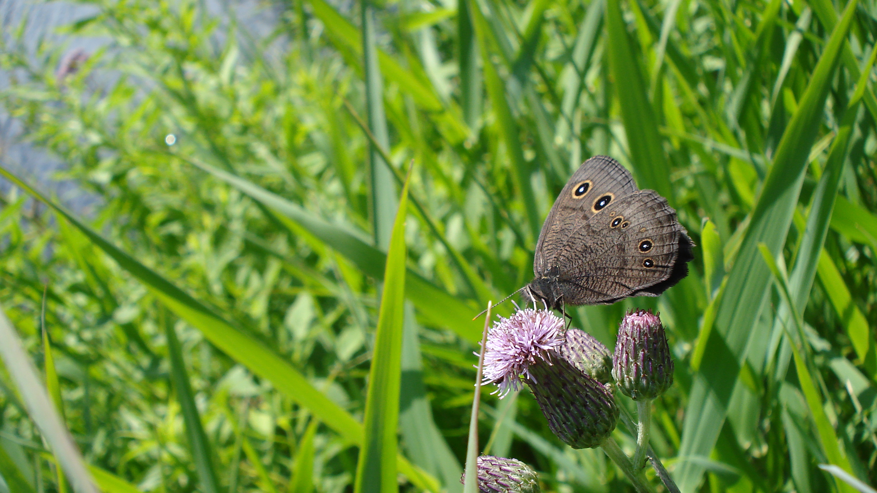 Common wood-nymph