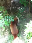 A cute red panda standing on its hind legs among green leaves and dry grass.