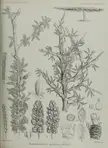 Harriet Anne Thiselton-Dyer botanical illustration of Balsamodendron planifrons with branches, leaves, and seeds