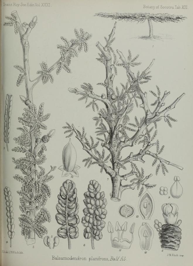 Harriet Anne Thiselton-Dyer