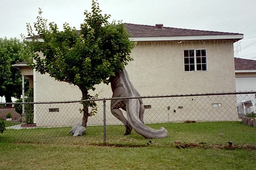 Burglarsaurus Rex
