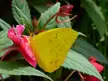 Phoebis philea yellow butterfly on a pink flower with green leaves