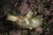 Polycarpa pomaria sea sponge, a translucent brownish-white invertebrate on a dark rock with pink patches.