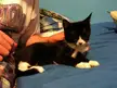 A cute black and white cat lying down on a blue bed next to tia wearing a grey t-shirt