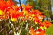 Close-up of vibrant orange and yellow tulips blooming in an outdoor garden under bright sunlight