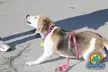 Tricolor dog wearing red RAZORBACKS collars and a leash lying on a paved surface next to a white sneaker