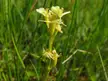 Close-up of a Liparis loeselii with pale yellow flowers in a grassy field