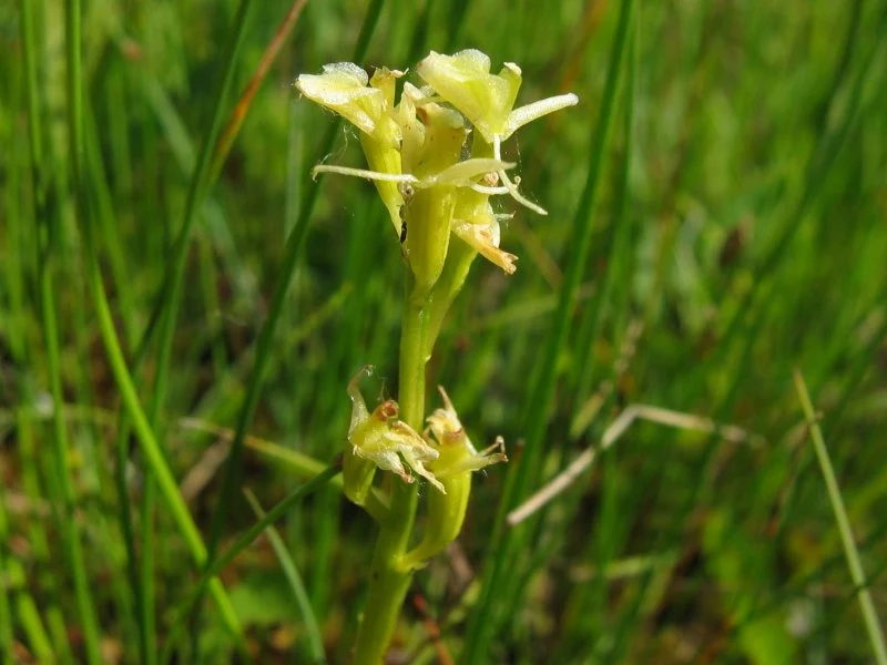 Liparis loeselii