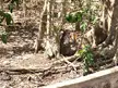 A funny monkey sitting on the ground in a rainforest eating a piece of orange fruit.