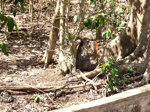 monkey eating crisps