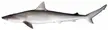 Atlantic sharpnose shark, a slender grey sea animal against a white background.