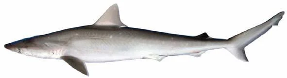 Atlantic sharpnose shark