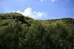 Beautiful landscape of a lush green forest covering rolling hills under a bright blue sky with white clouds