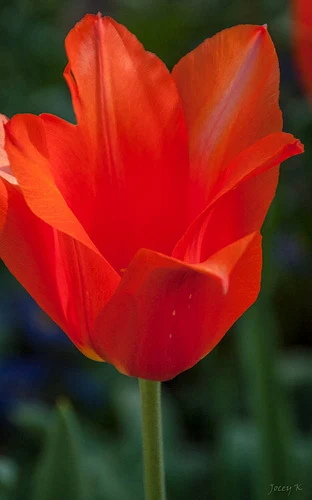 Brilliant Red