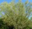 Parkinsonia microphylla, a drought-tolerant tree with light-green sprawling branches against a blue sky