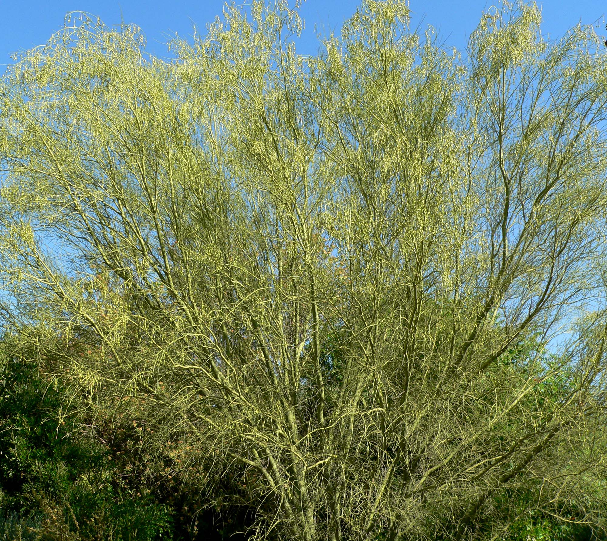 Parkinsonia microphylla