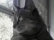Close-up of a cute grey cat looking out a window
